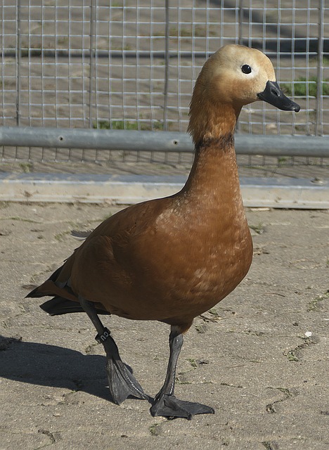 在本场比赛